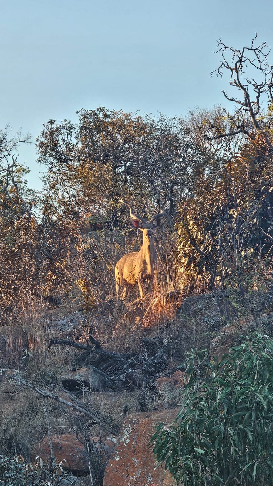 Safari & Wilderness