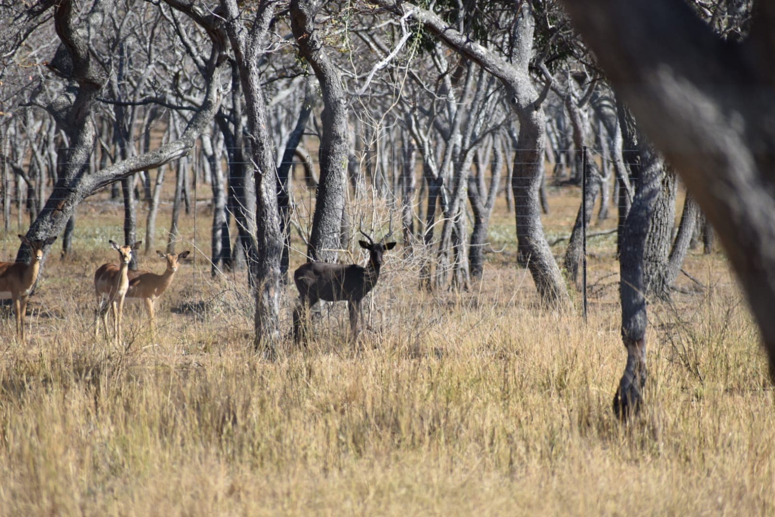 Antelope standing among grey woodland trees