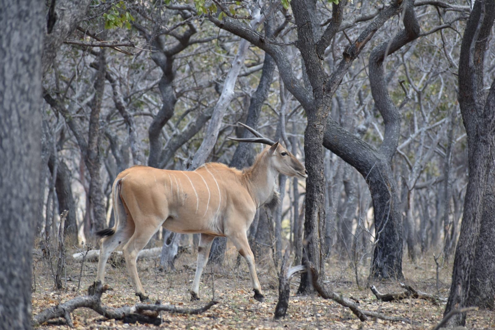 An eland bull walking through grey woodland