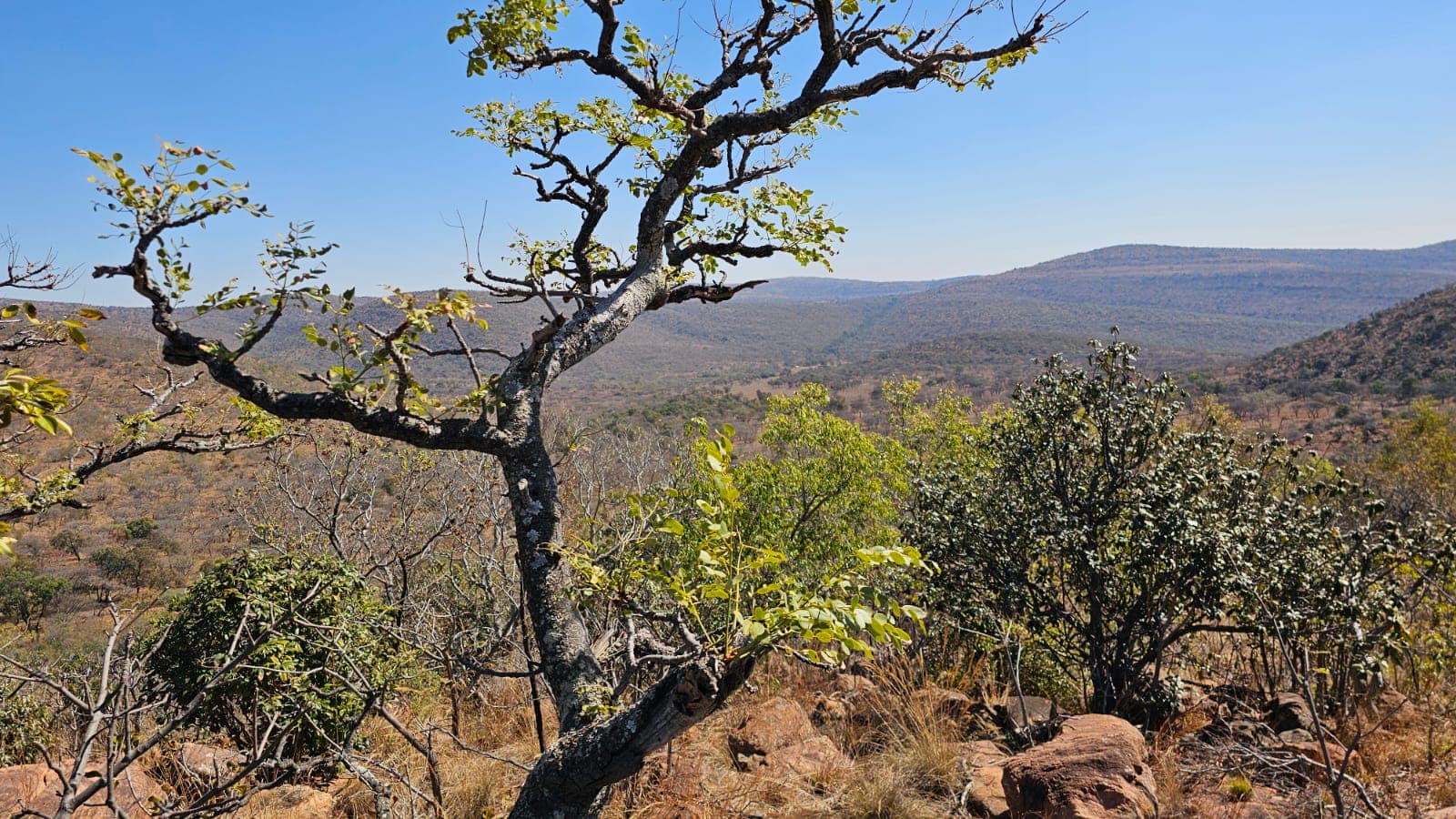 A lone tree on a rocky ridge overlooking the Waterberg valleys