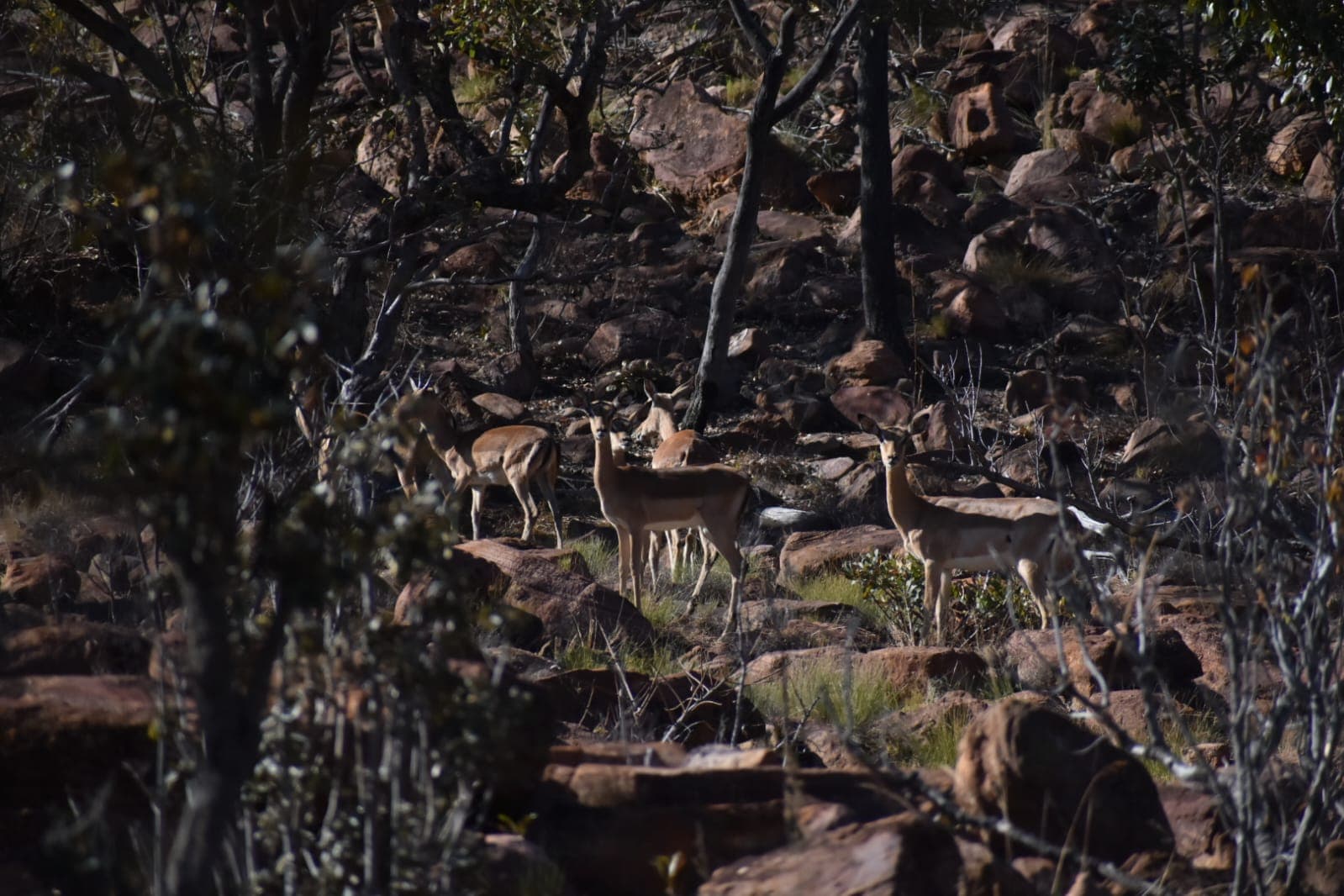 Impala on a rocky, wooded slope