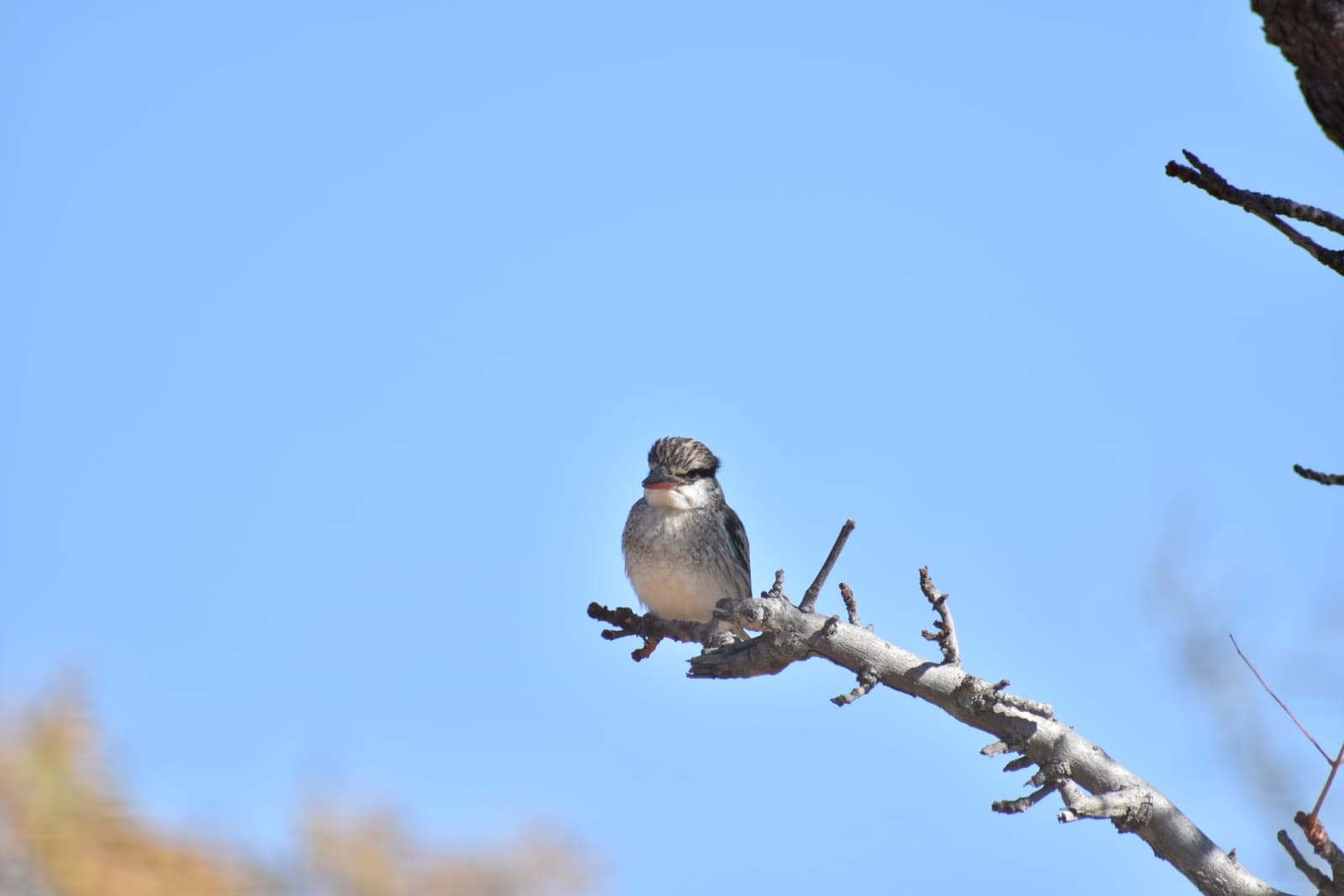 A small bird perched on a bare branch against a blue sky